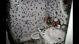 Bugs house infestation compilation