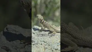 Learn more about Great Basin Collared Lizards #blackcollars #