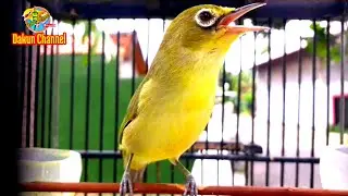 Masteran Pleci Lombok Pemula Memancing Buka Paruh (23/01/21)