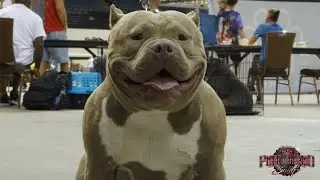ABKC Bully Show May 29 2021 in Daytona,Fl.
