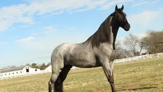 BLUE HORIZON YOUR NEXT HEART HORSE