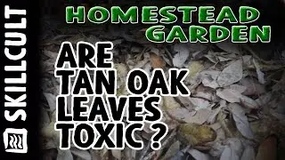 Of Tan Oak Leaves and Rural Myths, Will They Kill Your Garden?