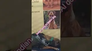 indian army KOMBAI dog 🐕🪖🚜 #india #army #treanding #shortvideo