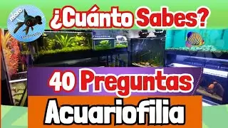 Acuatrivia  | Si aciertas 35 eres un GENIO acuarista (Quiz interactivo) – NIVEL DIOS