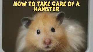 How to Take Care of a Hamster (Beginner’s Guide 2026)