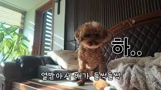 똑같은 게 두 개인데 왜 둘 다 가지려 할까?