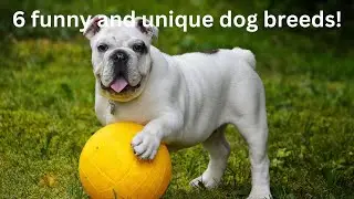 6 funny and unique dog breeds!