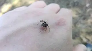Самец паука-крестовика. Araneus Diadematus Adult Male (Clerck, 1757).