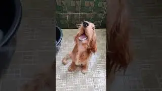 splashing water reaction💦 expression#splashpuppy#waterpuppy#puppyreacts#cockerlee#cockerspaniel