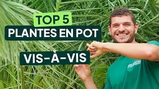 5 PLANTES brise vue EN POT pour cacher son VIS-&Agrave;-VIS : Cam&eacute;lia, Bambou, Laurier... BALCON & TERRASSE