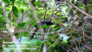 Ratchet-tailed Treepie