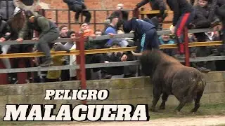 MALACUERA • Encierro por el Campo • 2026