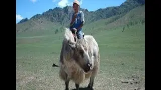 (Doku 2017!) Mongolei - Zwischen Jurte und Megacity, Reisen in ferne Welten HD
