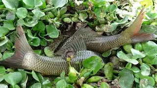 Best Fishing 2022 - Catching Big Fish In Mud Dry Season