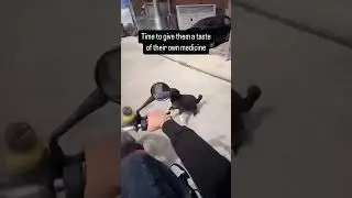 Man Chases Dogs After They Tried to Chase Him on a Bike &ndash; Hilarious Moment! 😂🐕
