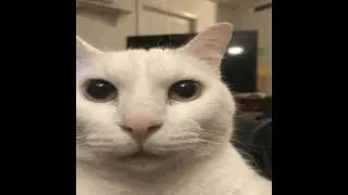 a bunch of canny/uncanny cat gifs you seen on the internet part 2
