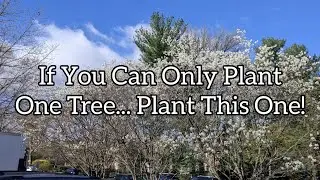Gorgeous, Hardy, Native, Edible, Compact- Perfect Tree for Small Yards
