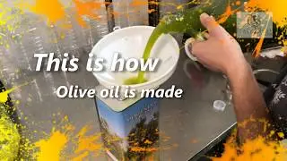 How do they make Extra Virgin Olive Oil ?