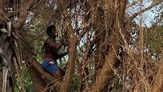 Tree#cutteraravind#toptrendingvodes#kanyakumari8248851253