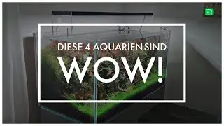 4 SUPER SCH&Ouml;NE AQUARIEN |Aquarien Bewerten | GarnelenTv