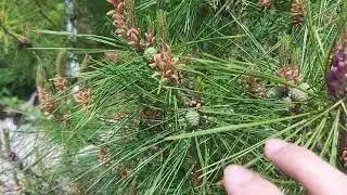 Сосна густоцветная Умбракулифера Pinus Densiflora 'Umbraculifera'