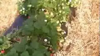 Flevoplant - odmiana Florina