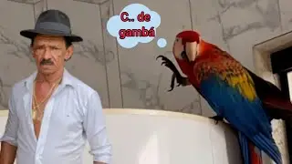 ATÉ A FLORA CHAMANDO TIRINGA DE C... DE GAMBÁ 🤣🤣 | #emalta