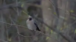 Waxwing in Oslo