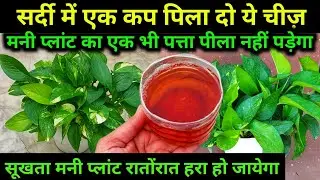 मनी प्लांट सर्दी में न सूखेगा न पत्ते पीले पड़ेंगे बस एक कप पिला दो ये चीज़.Money Plant Winter Care.
