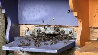 Imkerkurs 07. Juli 2018 Volk Abschwefeln - Schweizer Kasten