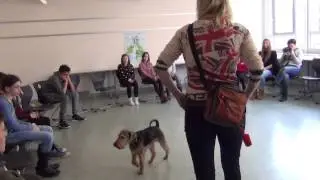 Franklyn   Eine Schule kommt auf den Hund