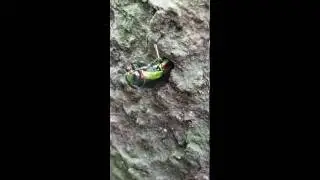 吉丁蟲