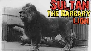 True Story of Sultan -The Largest Barbary Lion in Hindi। Facts Phylum
