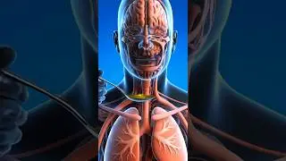 Olive Oil + Body A 3D Cinematic Microscopic Journey #shorts #healthtips #facts #healthawareness