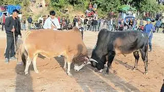 STEM PHRIDEN VS ROMAN REIN NA SMIT 🐂