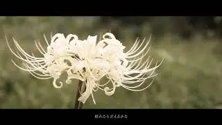 Re:play 「彼岸花の枯れる頃に。」 MusicVideo