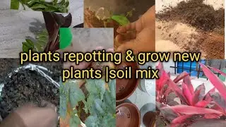 Plants repotting/grow new plants/soil mix