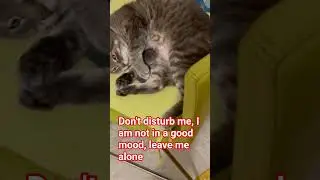 Please, leave me alone #cat #music #catshorts #catlovers #catmemes #fyp #viral #1million