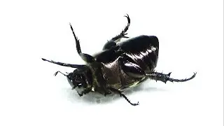家の玄関でヤバすぎる虫を拾った件