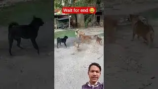 Wait for end 😂 &ldquo;1vs9 Dogs&hellip; He Was Brave 🐶🔥&rdquo;#short #dog #dogfight #viral #trending #youtube #animals