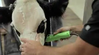 Clipping Episode 10