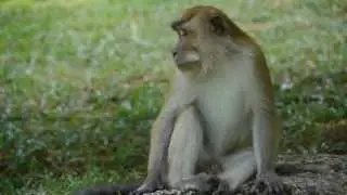 PENANG MONKEYS