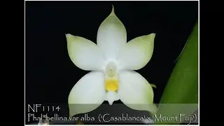 Norman Fang Live! Episode 71 - Phalaenopsis bellina, the Jewel of Malaysia