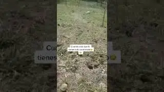 amazing heartless dog.