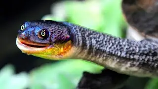 15 MOST Beautiful Snakes