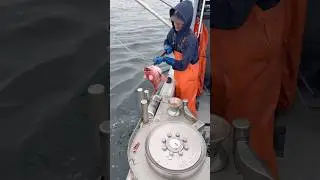 Commercial Fishing on Monterey Bay #fishing #shorts