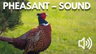 Bird Sound Library | Pheasant &ndash; Bird Song & Calls (Nature Sounds)