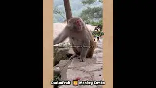 #monkey Vs #durian #fruit #reels #shorts #fun #animals #fyp #growth #views #fun