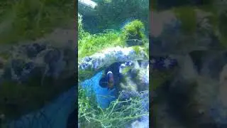 Baby Bluelined Triggerfish