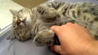 AZUL - GATO GAY THEME